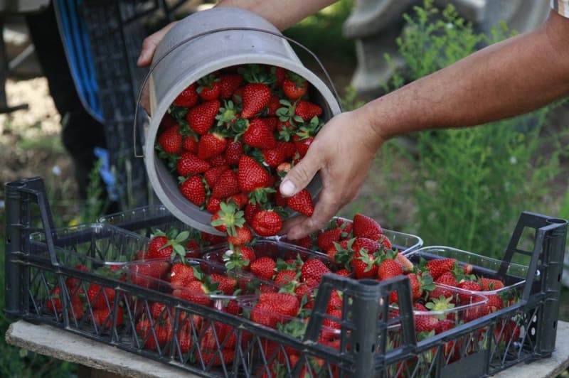 <p>Tarlada kilosu 7 ile 10 lira arasında fiyattan satılan çilek, Türkiye'nin dört bir yanına gönderiliyor. </p>