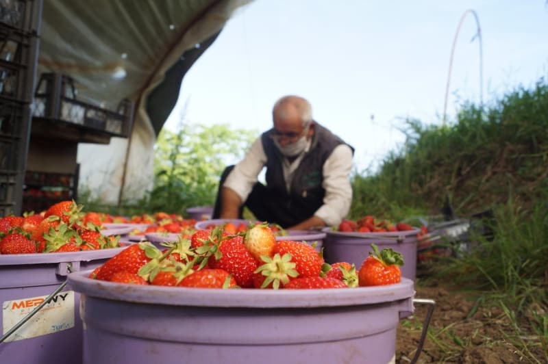 <p>Çilek sezonuna başladıklarını belirten üretici Yüksel Üstün,</p>