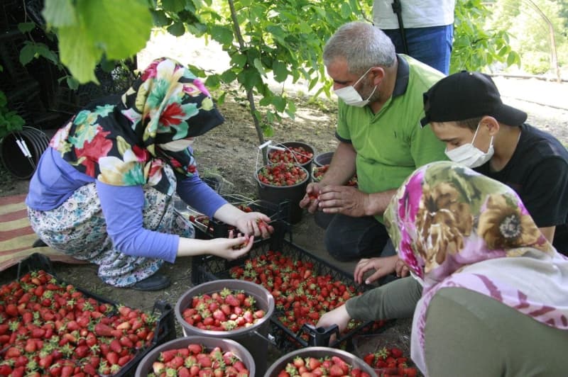 <p> “Bu yıl ürünümüz iyi para edecek. Şu anda 7 ile 10 TL arasında satışımız var. Bu çiftçimiz için iyi bir rakam. Çileği ağırlıklı olarak İstanbul sebze ve meyve haline satıyoruz ama ülkenin dört bir yanına da gönderiyoruz. Ürün rekoltemiz de bu sezon çok iyi” dedi.</p>