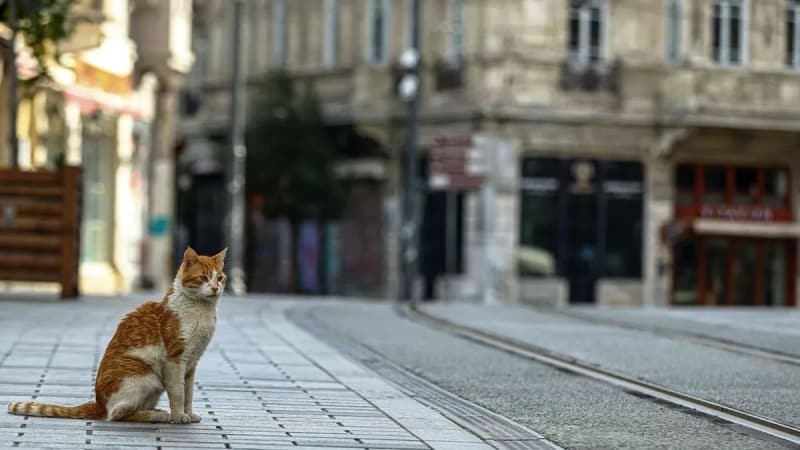 <p><b>ARİFE GÜNÜ SOKAĞA ÇIKMA YASAĞI VAR MI?<br></b><p><b><br></b></p></p><p>23 Mayıs Arife günü 81 ilin tamamında sokağa çıkma yasağı uygulanacak.</p>