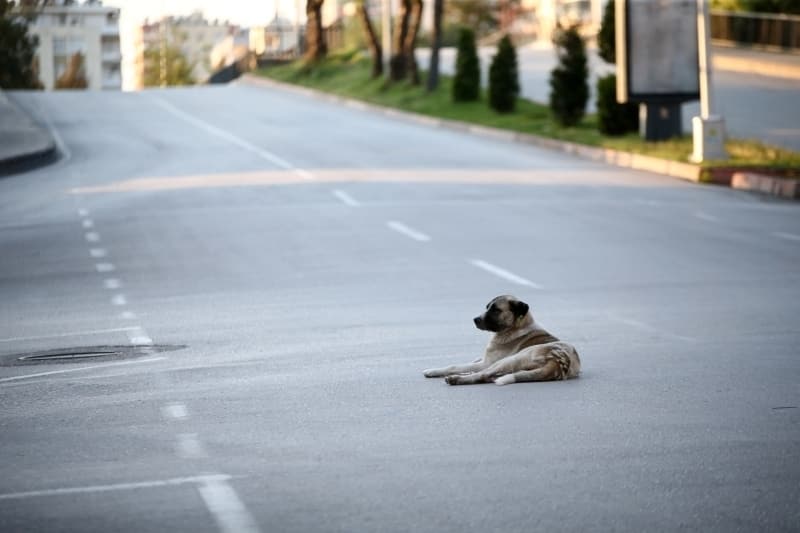 <p>Zorunlu kamu hizmetlerinin sürdürülmesi için gerekli kamu kurum ve kuruluşları ile işletmeler (Havalimanları, limanlar, sınır kapıları, gümrükler, karayolları, huzurevleri, yaşlı bakım evleri, rehabilitasyon merkezleri, Acil Çağrı Merkezleri, AFAD Birimleri, Vefa Sosyal Destek Birimleri, Göç İdaresi, PTT vb.),</p>