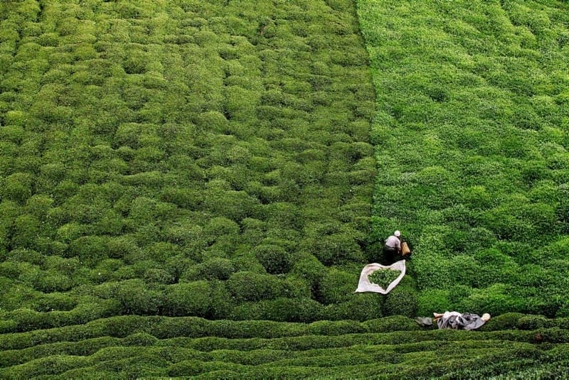 <p>Üreticiler de giriş yaptıkları kentteki evlerinde 7 gün karantinada kalıyor. Karantinanın ikinci haftasında ise koronavirüs testleri negatif çıkanlar, çay tarlalarına girip hasat yapabilecek.</p>