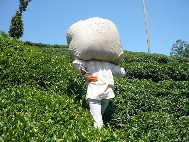<p>İstanbul'dan Rize'ye gelen Neriman Tozkoparan 'Kışın İstanbul'da yaşıyorum. Bu yasaklar çıkınca memlekete bu yıl gelemeyeceğim diye düşündüm. Geldik şükürler olsun, cennete geldik' derken, Zahide Kopuz da 'Kışın İzmir'deydim, yasaklara takılınca gelemedik bu zamana kaldı. Memleketime kavuştum çok mutluyum' dedi.</p>