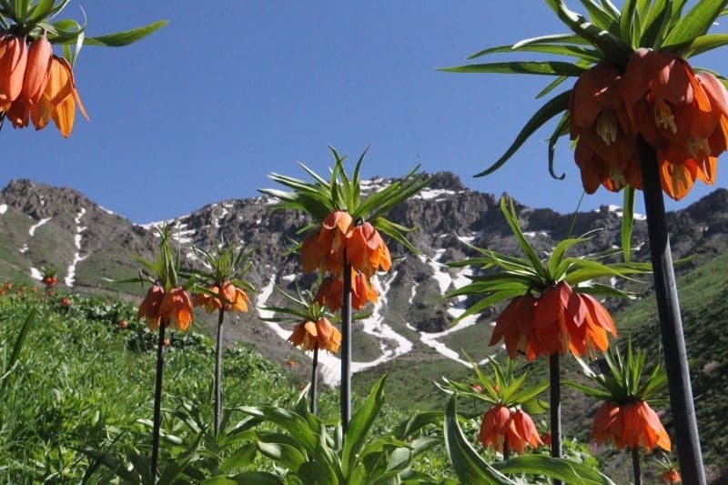 <p>Kente 40 kilometre uzaklıkta bulunan yaylaya 2 saat süren zorlu bir yolculukla ulaşan doğaseverler, ters laleleri görme imkanı buluyor.</p>