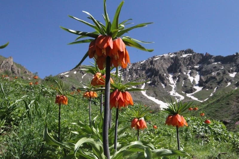 <p>Farklı renklerde açarak ziyaretçilerine eşsiz güzellik sunan ters laleleri görmek isteyenler, 3 bin rakımlı Kanikıl Yaylası'na çıkıyor.</p>