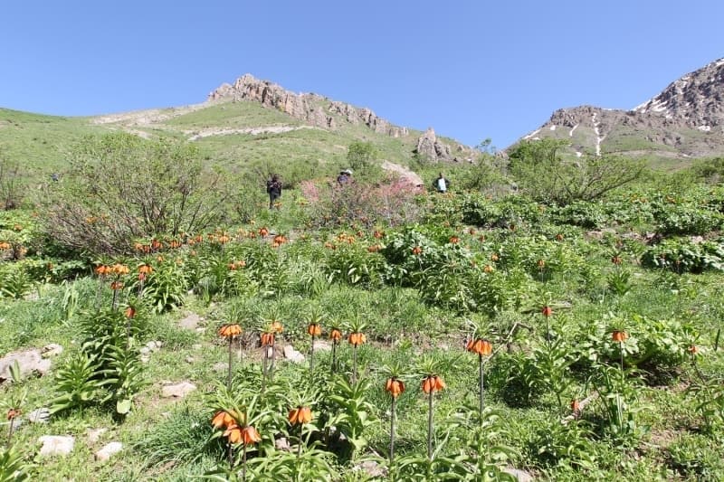 <p>Yolculuk sırasında sosyal mesafelerine de dikkat eden doğaseverler, görüntüsü nedeniyle 'ağlayan gelin' veya 'hüzün çiçeği' olarak adlandırılan lalelerin fotoğraflarını çekiyor.</p>
