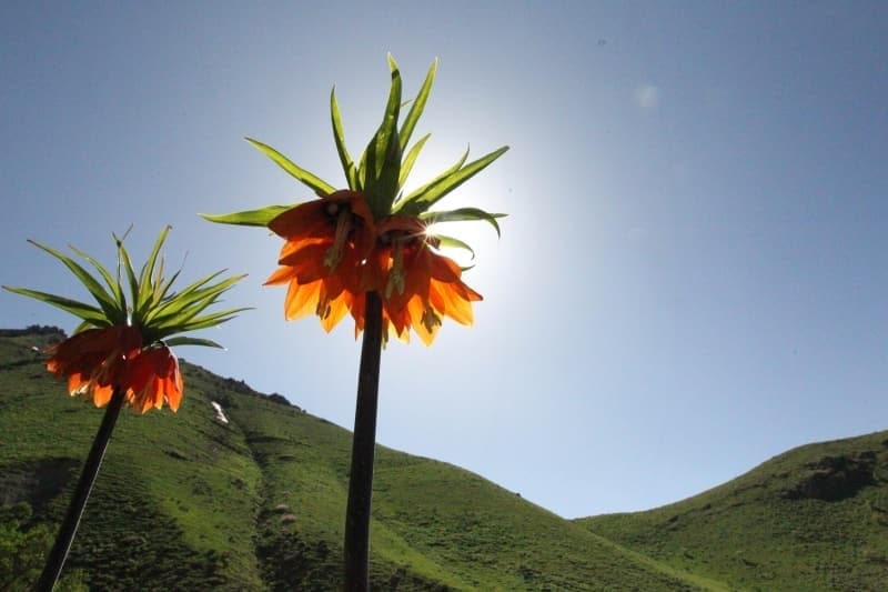 <p>Doğaseverlerden Sait Çetin, AA muhabirine yaptığı açıklamada, ters lalelerin oluşturduğu bahçeyi görmek için oldukça zor bir yolculuk yaptıklarını vurguladı.</p>