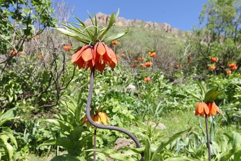 <p>Yürüyüşe katılan diğer doğaseverler de ters lalelerin ziyaretçilerine eşsiz bir manzara sunduğunu bildirerek, bu değerin herkes tarafından korunması gerektiğini aktardı.</p>