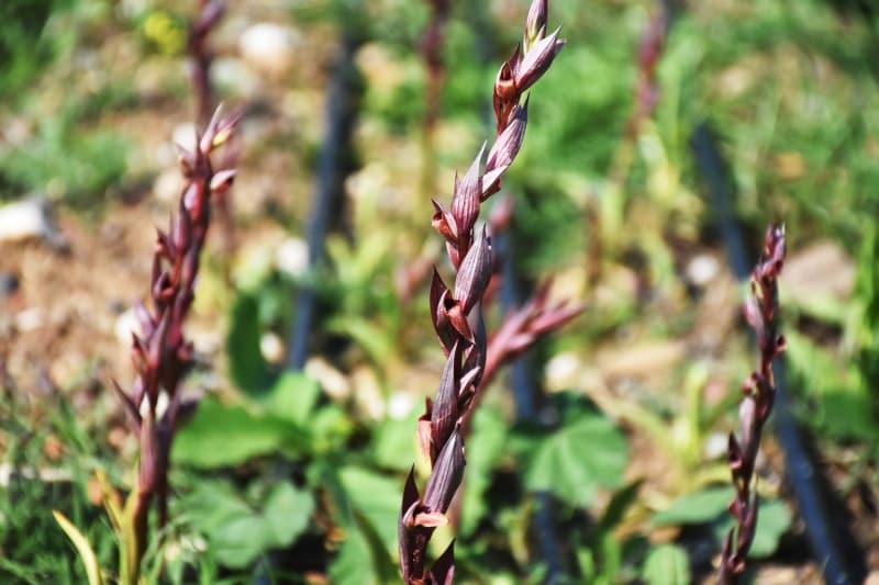 <p>Salep üretimi yapmak için Datça ilçesinden tarla alan Orhan Tuncel, İstanbul'un yoğun atmosferinden kaçıp ilk olarak Bodrum'a yerleştiğini, sonrasında Datça'dan arazi satın aldığını dile getirdi.</p>