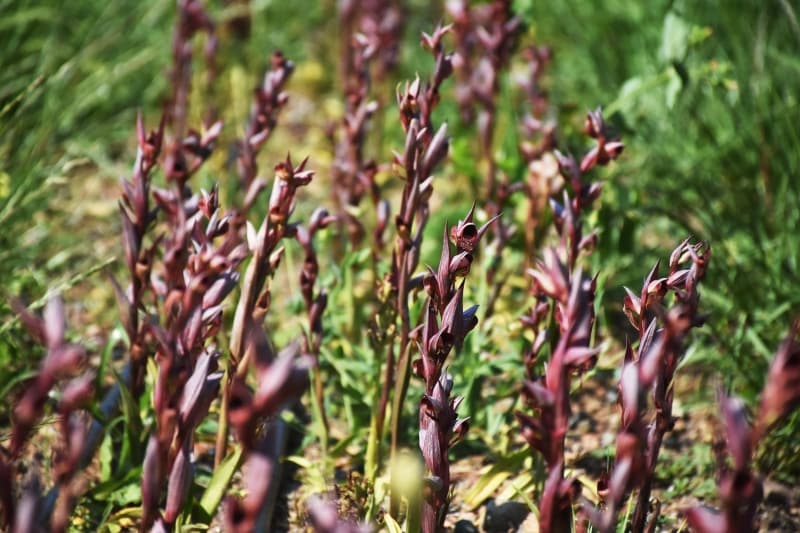 <p>Sürdürülebilirlik için artık salebin tarımının yapıldığını aktaran Saylak, bir dekara yaklaşık 300 kilogram ürün alındığını ifade etti.</p>