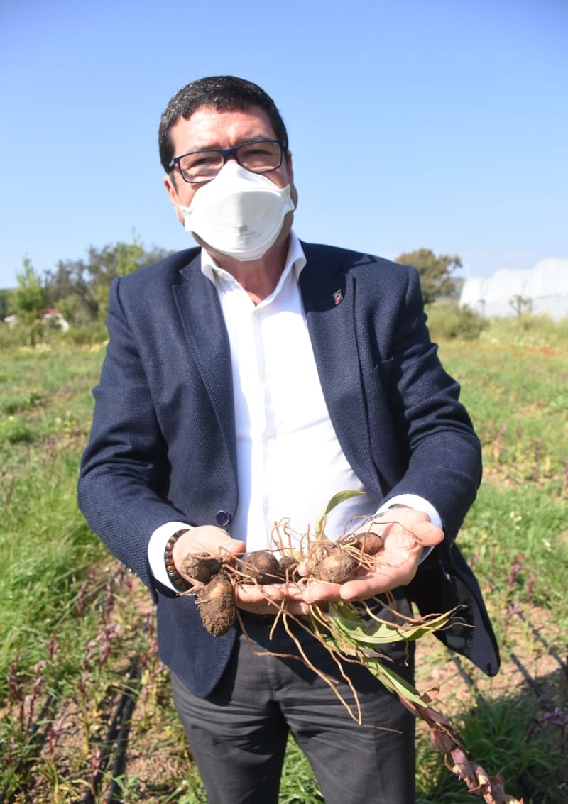 <p>Tarım ve Orman İl Müdür Barış Saylak, AA muhabirine yaptığı açıklamada, salep bitkisinin 183 ülkede koruma altına alındığını, Türkiye'de ise 1996'dan bu yana doğadan toplanmasının yasak olduğunu söyledi.</p>