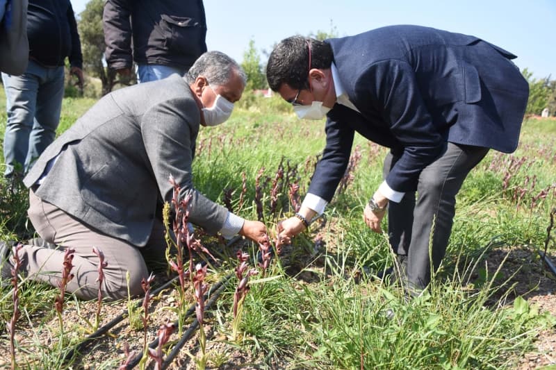 <p>Ülkenin zengin salep ve orkide türlerinin yıllarca kaçak sökümlerle yurt dışına kaçırıldığına dikkati çeken Saylak, 'Yürütülen projeyle salep üretiminde üreticiye önemli bir gelir sağlayıp, türün devamlılığını sağlıyoruz. Salebin kilogramı 350 liradan sadece tohumluk olarak ülkenin dört bir yanına gönderiliyor. Şu anda talebi karşılamakta güçlük çekiyoruz. Amacımız salep ekimini artırmak.' diye konuştu.</p>