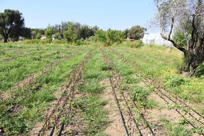 <p>Muğla'da 5 ilçede 10 dekar alanda üretime devam ettikleri salebin önemli ve katma değerli bir bitki olduğunu vurgulayan Saylak, bitkinin doğada koparılması ve toplanmasının son derece ağır cezaları olduğunu dile getirdi.</p>