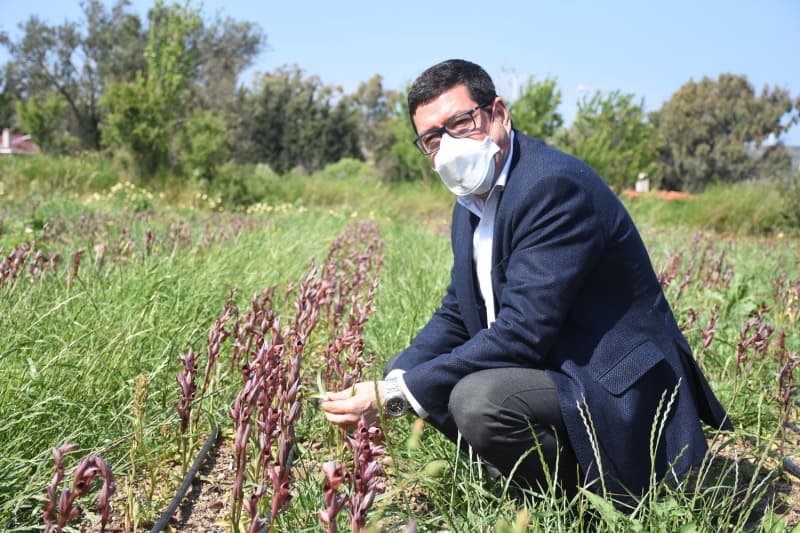 <p>Domates ve patates ekmek istemediği için tarım personelinin yönlendirmesiyle ilçede ilk defa salep ektiğini belirten Tuncel, 'İki yıldır salep üretiyorum. Şu an çok keyifli şekilde ektiğim saleple ilgileniyorum. İlk defa yaptığım bu işten çok keyif aldım.' dedi.</p>