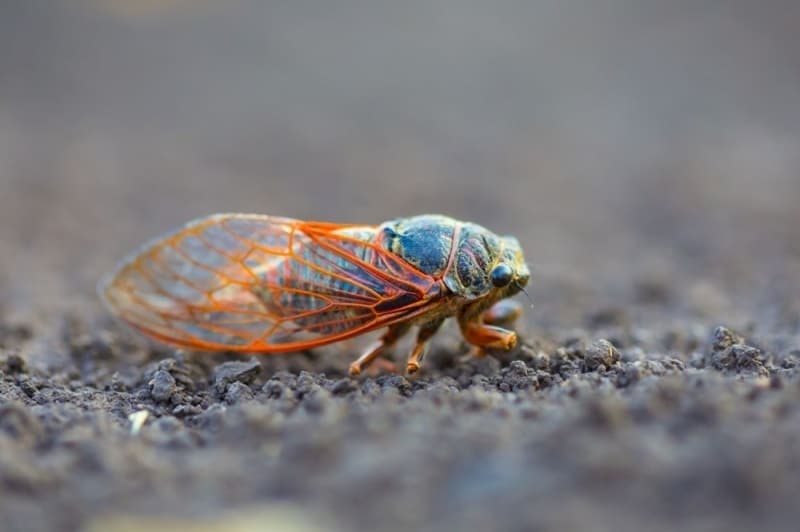 <p>Virginia Tech Entomoloji Bölümü'nde profesör olan Doug Pfeiffer, 'Böcekler, Ağustos aylarında ezici sayılarda ortaya çıkabilir ve tahmin edilen faaliyet alanlarındaki yetiştiriciler dikkatli olmalıdır” uyarısını yaptı.</p>