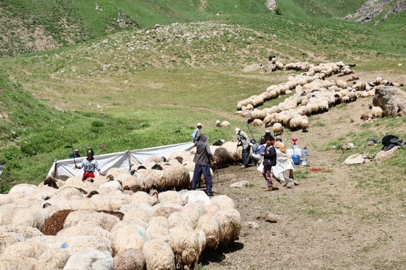 <p>Nezir Abi adında bir göçer ise yıllardır yaylada kaldıklarını ifade etti. Abi, 'Yıllardır buradayız. Bahar aylarında buraya gelip 6 ay kalıyoruz. Çok güzel huzur var. Her yaylaya çıkıyoruz' diye konuştu.</p>
