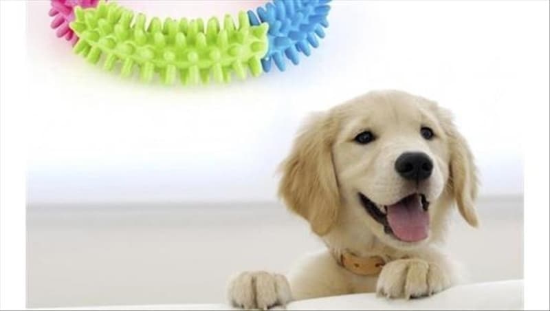 <p>Hayvan sat�� yerleri 1 Haziran a��l�yor.<br></p>