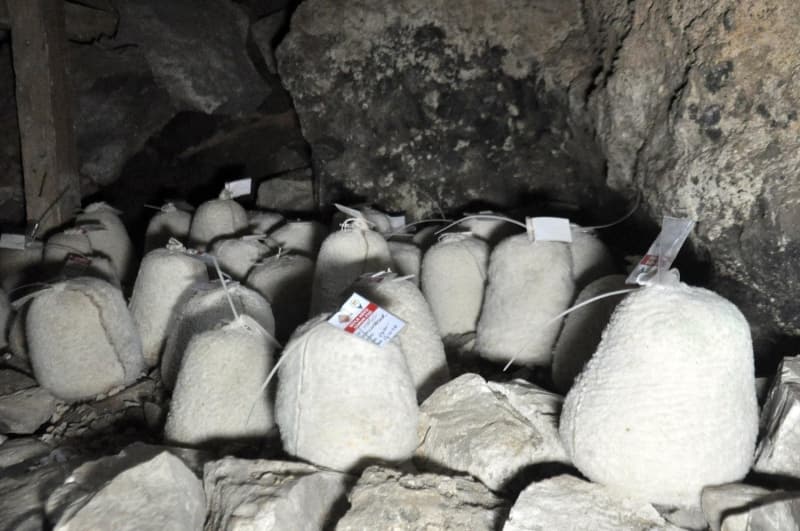 <p>Peynirler, yaz- kış ortalama sıcaklık derecesi 7 ve nem oranı da yüzde 99 olan mağarada eylül ve ekim ayına kadar olgunlaşması için bırakılıyor.</p>