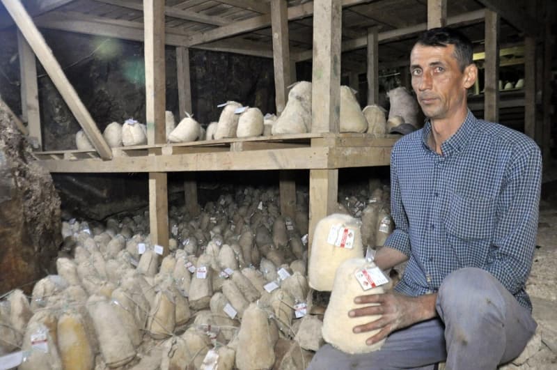 <p> 'Bu yıl da peynirlerimizi obruğa getirdik. Geçtiğimiz yıllara göre bu yıl obruk çok erken doldu. Son dönemine yetişebildik. Artık sezonu kapatıyoruz. Bizim bu peynirlerimizin özellikleri kırlarımızın doğal otlarından yayılan koyunlarımızın sütünden geleneksel yöntemlerle yapılıyor olmasıdır. Bu Obruk kendi flora yapısına göre bakteri ürettiği için burada muhafaza edilen peynirler çok daha lezzetli oluyor. Bundan dolayı bizler soğuk hava depolarını değil, bu obruğu tercih ediyoruz' dedi.</p>