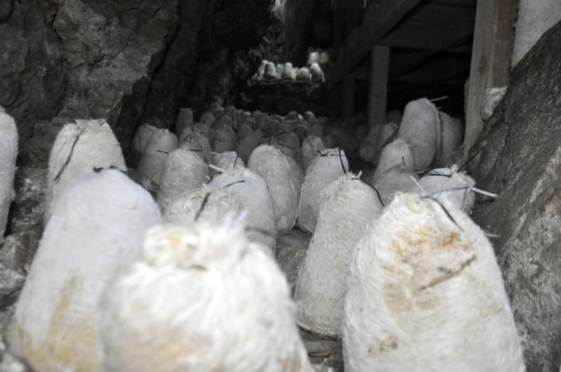 <p>Yaptıkları peynirler sayesinde ev ekonomisine katkı sağladıklarını ifade eden Züleyha Başlamışlı, peyniri nasıl yaptıklarını anlattı. Annelerinden gördükleri geleneksel usullerde peyniri yaptıklarını ifade eden Başlamışlı, şunları söyledi:</p>