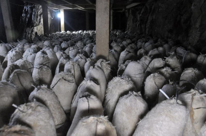 <p>Peynirler genelde köydeki kadınlar tarafından keçi ve koyunların sütü sağılıp, peynir yapılarak tuluma basılıyor. </p>