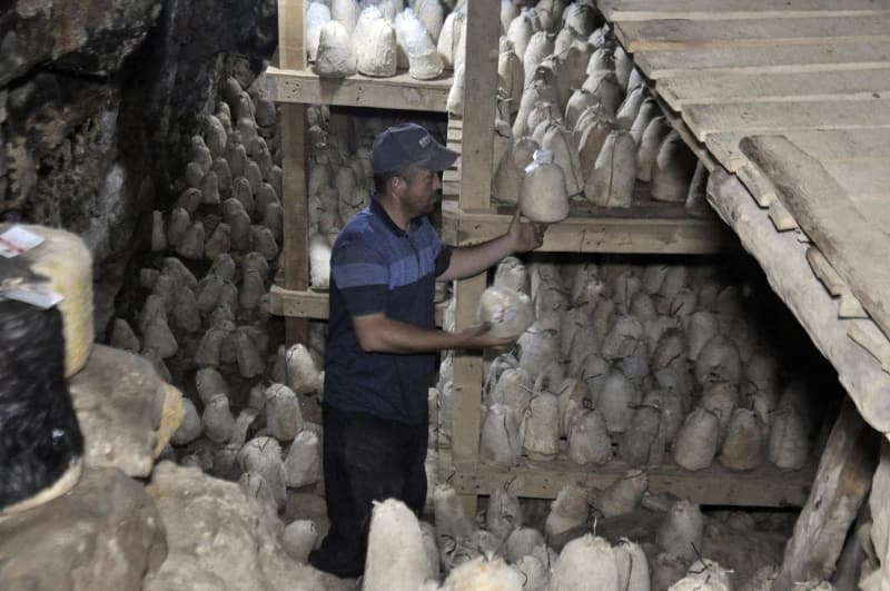 <p>Yaptıkları peynirlerin her yıl değerlendiğini ifade eden Başlamışlı, 'Bizim peynirlerimize yabancı ülke vatandaşları özel ilgi gösteriyor, onlar daha çok alıyorlar. Böylelikle bu peynirler, tanıtılıyor ve her yıl daha çok değer kazanıyor. Bu peynirler bizlere bir gelir kaynağı oluyor. Buradan kazandığımız paralarla ihtiyaçlarımızı karşılıyoruz, biz bu peynirden ve piyasadan memnunuz' dedi.</p><p>Koyun ve keçi derilerinden tulum diken Refika Başlamışlı, 'Bu peynirler, kolay yapılmıyor. Peynire pahalı deniyor ama; görün bakın neler çekiyoruz, ne zorluklarla hazırlıyoruz' diye konuştu.</p>