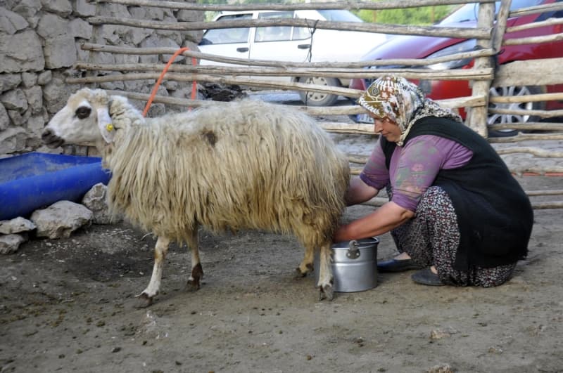 <p>Üzerinde barkot ve coğrafi konum işareti olmayan ürünler gerçek Divle obruk peyniri değildir. Piyasada insanları yanıltıcı, rekabeti düşürücü ve gerçek Divle obruk peyniri üreticilerinin emeğini çalan insanlara karşı bu yıldan sonra buradan çıkan tüm ürünlerde barkot sistem uygulanacak.</p>