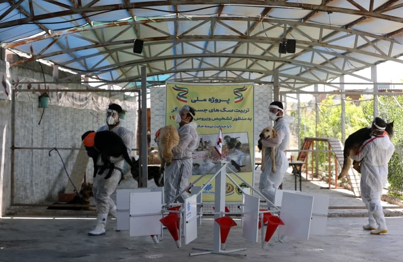 <p>Daha nce kanser hastaln tehis eden kpekler zerine altklarn ancak tm dnyay etkisi altna alan koronavirs pandemisinin ardndan buraya younlatklarn dile getiren skenderi, “Kpekleri iki aamal eitimden geirdik ve onlarla 23 gn karantinada kaldk. Bu srede eitimli 6 kpei Kovid-19 hastalarndan alnan numunelerle kar karya braktk.” dedi.</p>