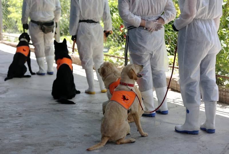 <p>SK-9 Kpek Eitim Merkezi Sorumlusu smail skenderi AA muhabirine yapt aklamada, arama ve kurtarma almalarnda kullanlmak amacyla evcil kpekleri eittiklerini ve bunlarn depremler ile doal afetlerde kendilerine ok yardmc olduunu syledi.</p>