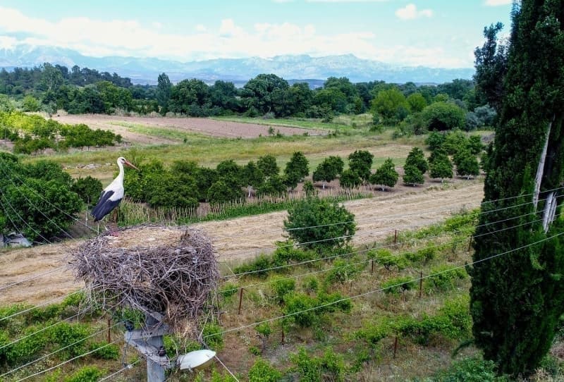 <p>Leylekleri �rk�tmemek i�in yuvalar�n yak�n�nda ses ve g�r�lt� yapmamaya �zen g�sterdiklerini anlatan Urkun, 'Kimi zaman yuvalar� yerinden oynayan leyleklere yard�m ediyoruz. K�y�n gen�leri, bozulan yuvay� onararak, ya�am alanlar�n� g�zelle�tiriyor' diye konu�tu.</p>