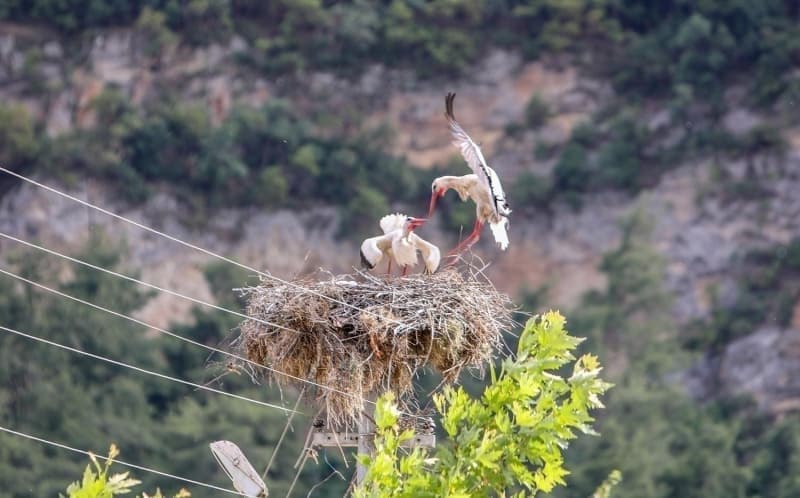 <p>K�y�n sakinlerinden Mehmet Cihan Urkun da leylekleri sevdiklerini ve onlarla bir arada ya�amay� ��rendiklerini s�yledi.�</p>