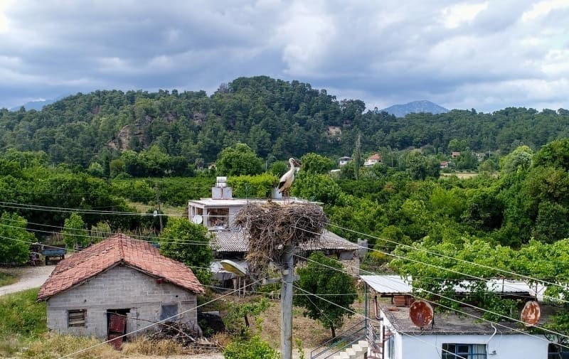 <p>K�yl�ler taraf�ndan benimsenen leylekler, evlerin �n�nden terlik �almalar�yla da biliniyor. �ald�klar� terlikleri yuvalar�na ta��yan leylekler, bu e�yalarla elektrik dire�inin �zerindeki yuvas�n� sa�lamla�t�r�yor.</p>