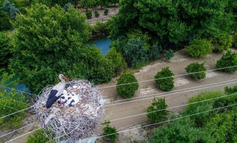 <p>Leyleklere sahip ��kt�klar�n� belirten Kara�z Muhtar� Ahmet Karak��, 'Leylekler k�y�m�ze y�l�n belirli zamanlar�nda gelir, �� ay kal�r, ba�ka yerlere g��er. K�y�m�z, 'leylek cenneti' olarak bilinir. ��nk� burada 40'�n �zerinde yuva 150'nin �zerinde de leylek var. Yavrular d�nyaya gelince bu say� daha da art�yor' dedi.</p>