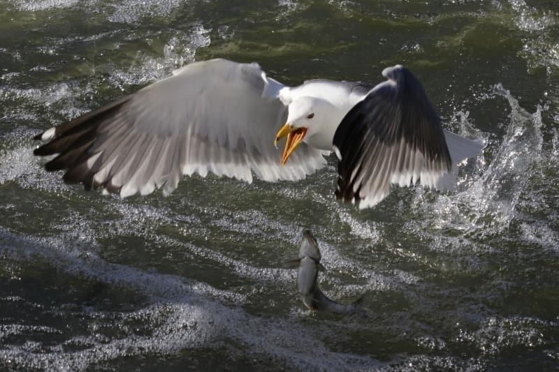 <p>Blgeye gelen vatandalardan Berna Seven, AA muhabirine yapt aklamada, her yl balk gn izlemek iin Bendimahi ay'na geldiini syledi.</p>