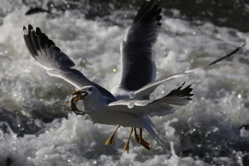 <p>Mesire alanlarna girilere uygulanan kstlamann kaldrlmas sayesinde g gecikmeli olarak izleme imkan bulduklarn belirten Seven, unlar kaydetti:</p>