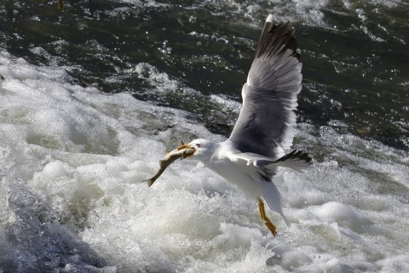 <p>'Buras gezilecek en iyi yerler arasnda. Bu doa olayn ok zlemitik. Salgn nedeniyle uzun sredir gelemiyorduk. Burada insanlar derinden etkileyen bir grnt var. Doayla i ieyiz, her ey ok gzel. Herkesin bu doa olayn grmesini tavsiye ediyoruz.'</p>