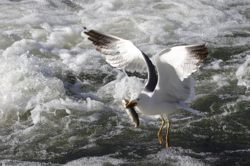 <p>Normalleme sreciyle herkesin akarsu kenarlarna akn ettiini ifade eden Tademir, 'nsanlar huzura kavuturan bir ortam var. Bir yandan martlar, bir yandan balklarn g. Bu gzellikleri szlerle tarif etmek mmkn deil. Tekrar doaya kavumann mutluluunu yayoruz.' dedi.</p>