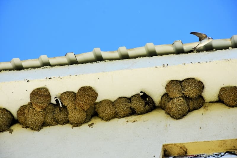 'Geen yllarda ocuklar okuldayken krlanglar az geliyordu. ocuklar olmaynca u an okulun drt tarafn sarmlar. Biz de onlar seyrediyoruz. Elimizden geldiince onlar arlyoruz. Okullar kapal, ocuklarn yerine krlanglar sarm okulumuzu. Yuvalara zarar gelir diye okulumuzu boyamyoruz.' diye konutu.