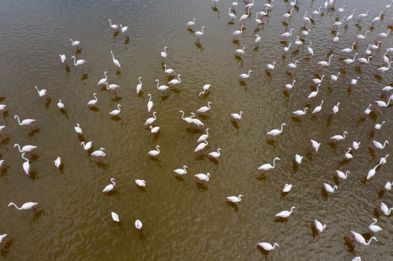 <p>Doa Koruma ve Milli Parklar 4. Blge Mdrl zmir ube Mdrl Sulak Alanlar Sorumlusu Elif Karabulut, AA muhabirine yapt aklamada, Gediz Deltas'nn 1998 ylnda Ramsar szlemesine dahil edilerek koruma altna alndn aktard.</p>