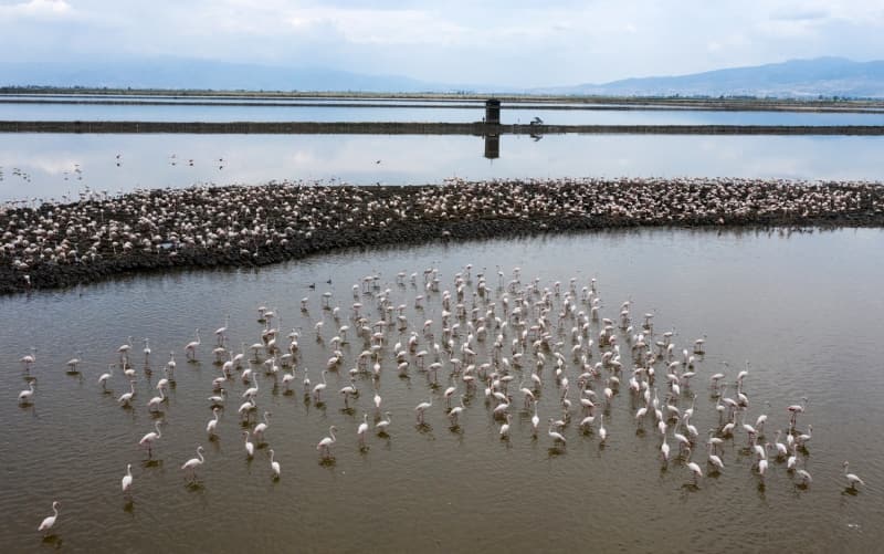 <p>Yeni tip koronavirs (Kovid-19) srecinde tamamen kapal olan zmir Ku Cenneti, normalleme srecinden sonra ziyaretileri kontroll ekilde misafir etmeye balad.</p>