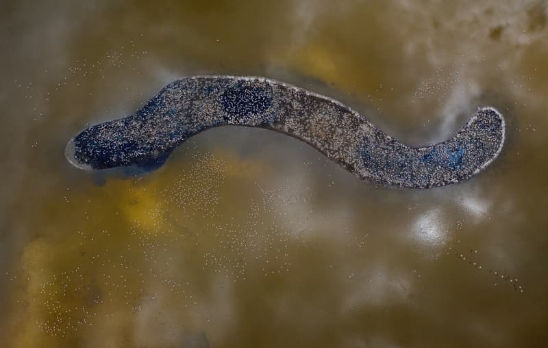 <p>Elif Karabulut, geen yl Tarm ve Orman Bakanl Doa Koruma ve Milli Parklar Genel Mdrlnn organizasyonuyla yavrularn g yollar, barndklar alanlar ve yaam srelerinin takip edilmesi amacyla halkalandn hatrlatt.</p>