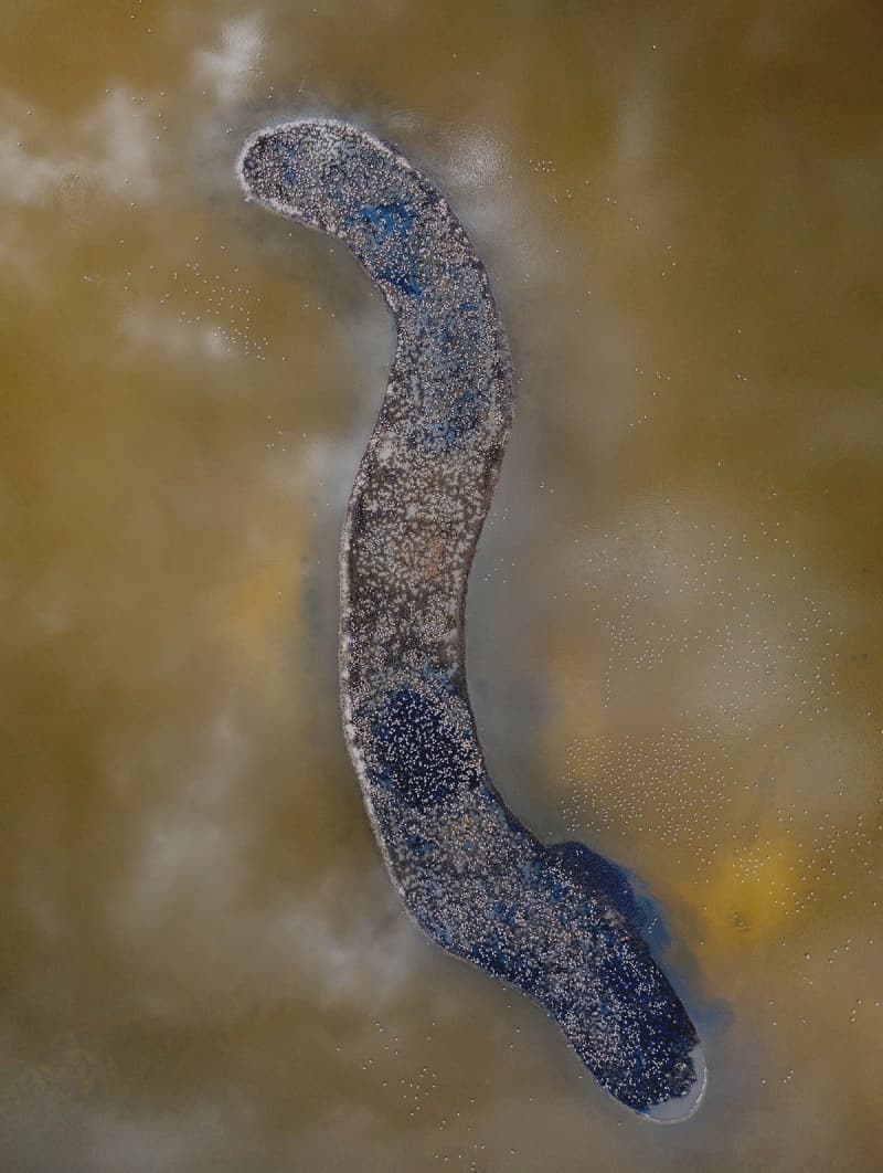 <p>Karabulut, 'alma sayesinde biz de kularn spanya ve talya'da gzlendiini rendik, bu da bizi mutlu etti. Gn getike koruma altndaki bu alanmzda ku says artyor.' diye konutu.</p>