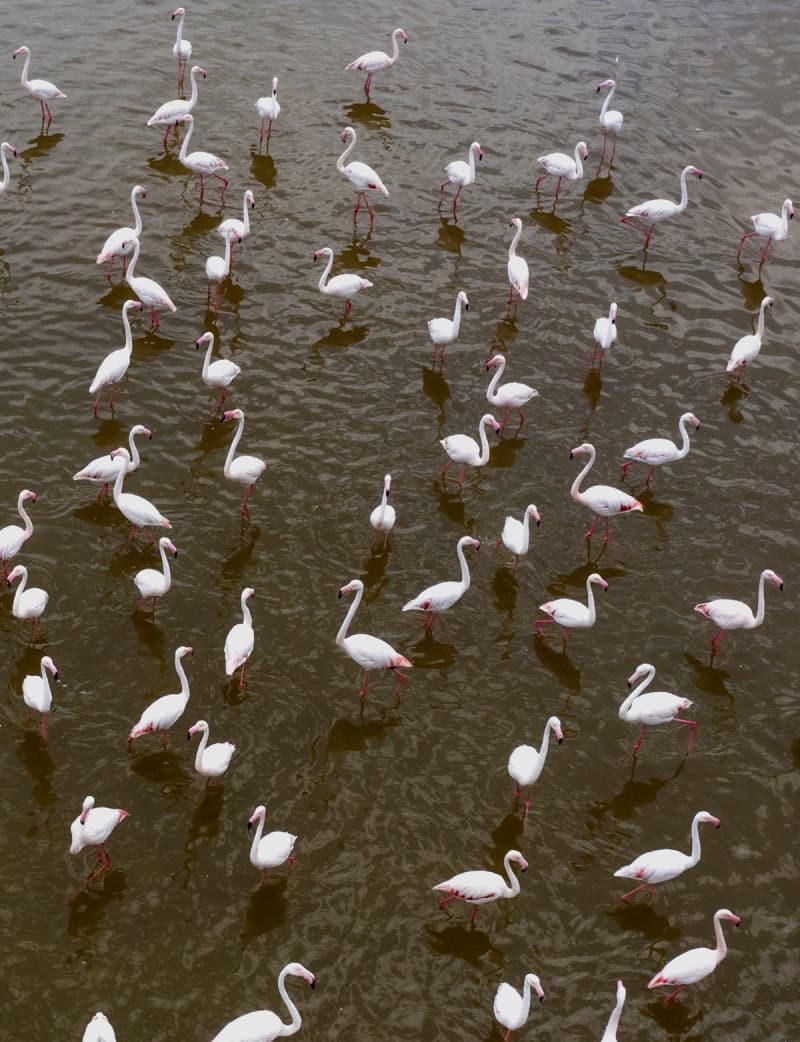 <p>'Her yl flamingolar bu yapay reme alann youn bir ekilde kullanyor. Biz de reme dneminde bu adann rehabilitasyonunu yapyoruz. Bu dnemde kesinlikle insan varlna izin vermiyoruz. Ara giri klar olmuyor. Bu nedenle kular da rahat bir ekilde burada ryorlar. Bu yl da reme adasnda yaklak 18 bin yavru dnyaya geldi. Yava yava da umaya ve g etmeye hazrlanyorlar.'</p>