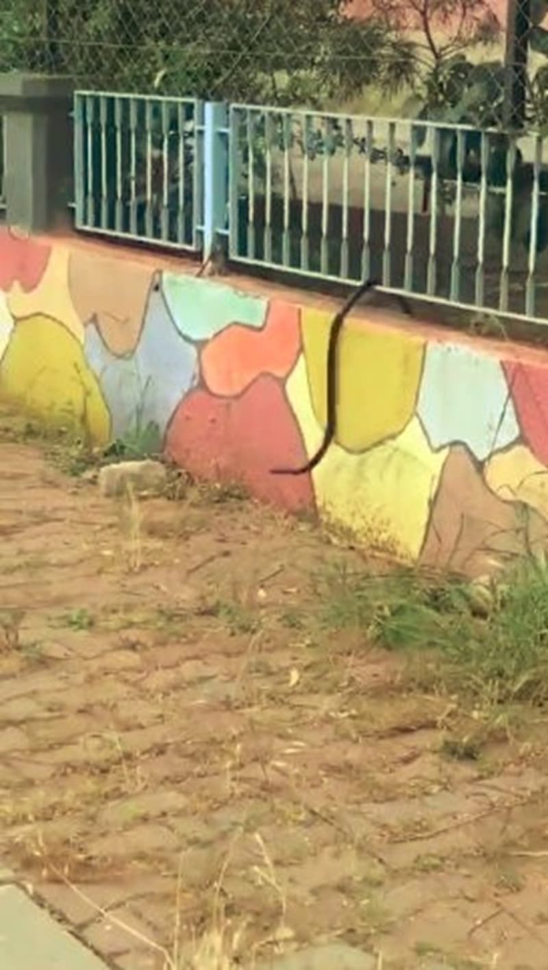 <p>Bir iki hamle yapan kedi, daha sonra ylan azyla yakalayp yakndaki bir demir korkuluklu duvardan atlad.</p>