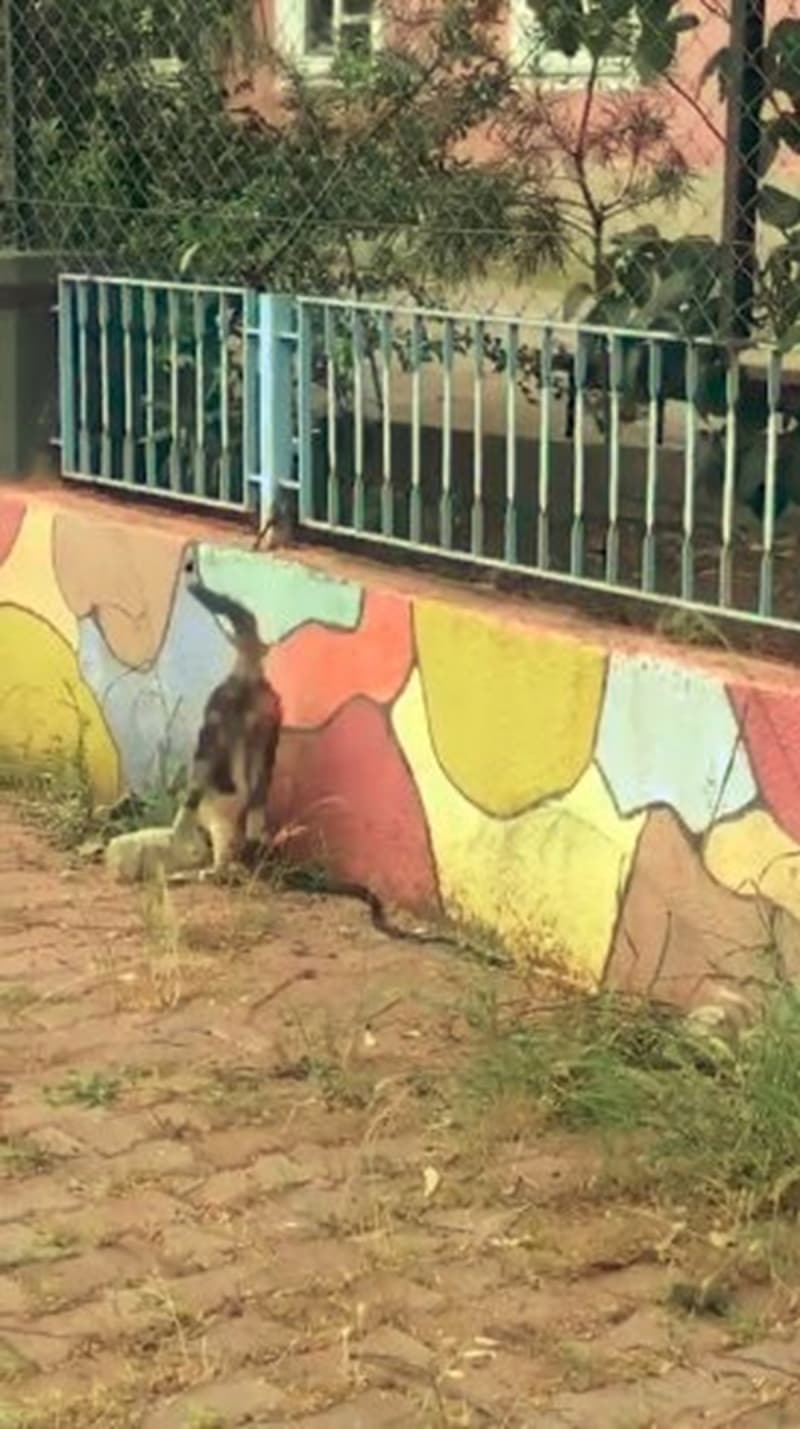 <p>Kedi duvardan geerken ylan demire takl kald. Ylan hemen demirden getirildii yne doru yere indi ve duvarn dibine sakland.</p>