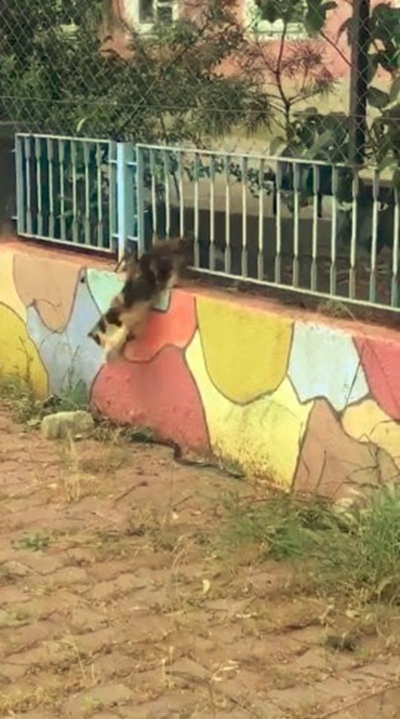 <p>Kedi ise geri gelip ylan nce yukarndan izledi daha sonra zerine atlad. Bir tan yaknna snan ylan daha sonra gzlerden kayboldu.</p>