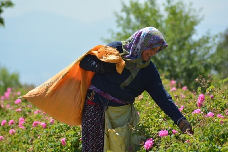 <p>1 kilogram 6 bin eurodan satlan gl ya sektrnn koronavirsten yzde 100 etkilendiini syleyen Glbirlik Genel Mdr Hasan elik, “Tabii sektr ayaa kalkacak, bu byle devam etmeyecektir” dedi.</p>