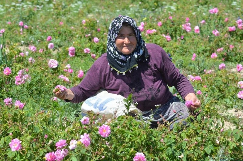 <p>Trkiye’nin gl bahesi Isparta’da gl iei hasad aralksz olarak devam ediyor. Sabahn erken saatlerinde toplanan gller, kantarlarda tartldktan sonra fabrikalara ulatrlyor. Fabrikalarda gl ieklerinden gl ya, gl konkreti ve gl suyu elde ediliyor. Gl suyu ve gl konkreti farkl gl rnleri retiminde, gl ya ise dnya piyasasnda kozmetik ve parfmeri alannda kullanlyor. 2016 ylnda 12 bin Euro’ya kadar kan bir kilogram gl ya, 6 bin Euro civarnda deer gryor. Yaklak 4 ton gl ieinden bir kilogram gl ya elde ediliyor.</p>