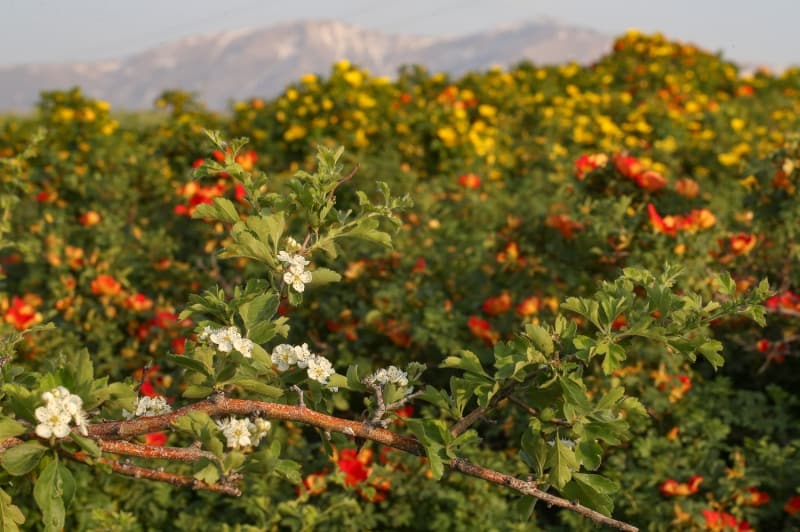 <p>Youn yan ardndan ilkbaharn yeilin her tonunun hakim olduu doada, ieklerin oluturduu renk cmb ile karl dalarla grsel bir len sunuyor.</p>
