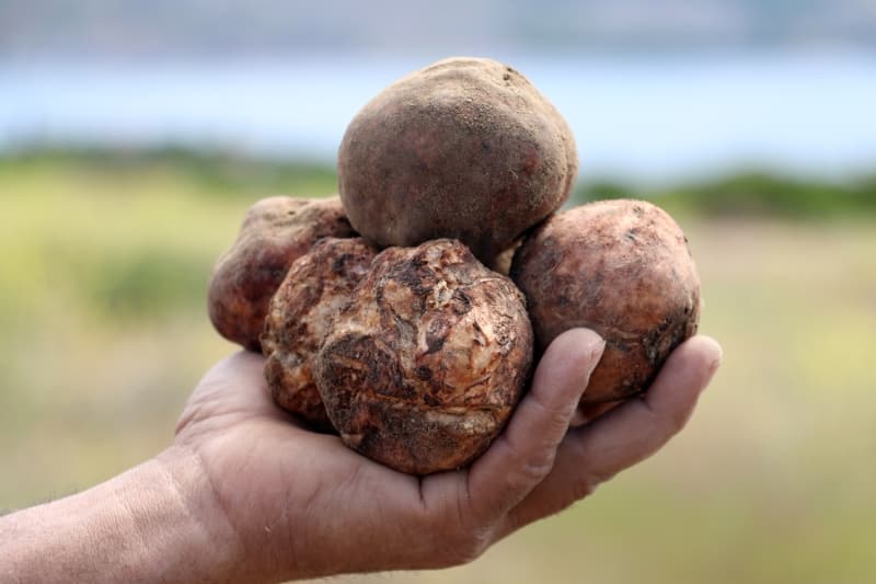 <p>Fırat Toksun ise kumi mantarını bulmasının zor olduğunu ancak lezzetinden dolayı insanların dağ bayır gezerek mantar aradığını kaydetti.</p>